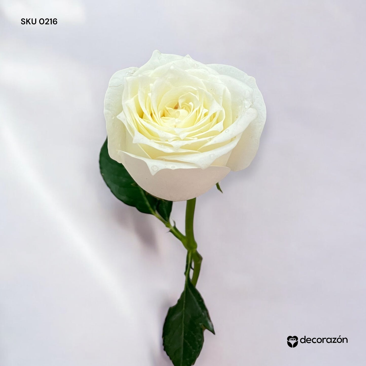 Rosa Blanca Adicional