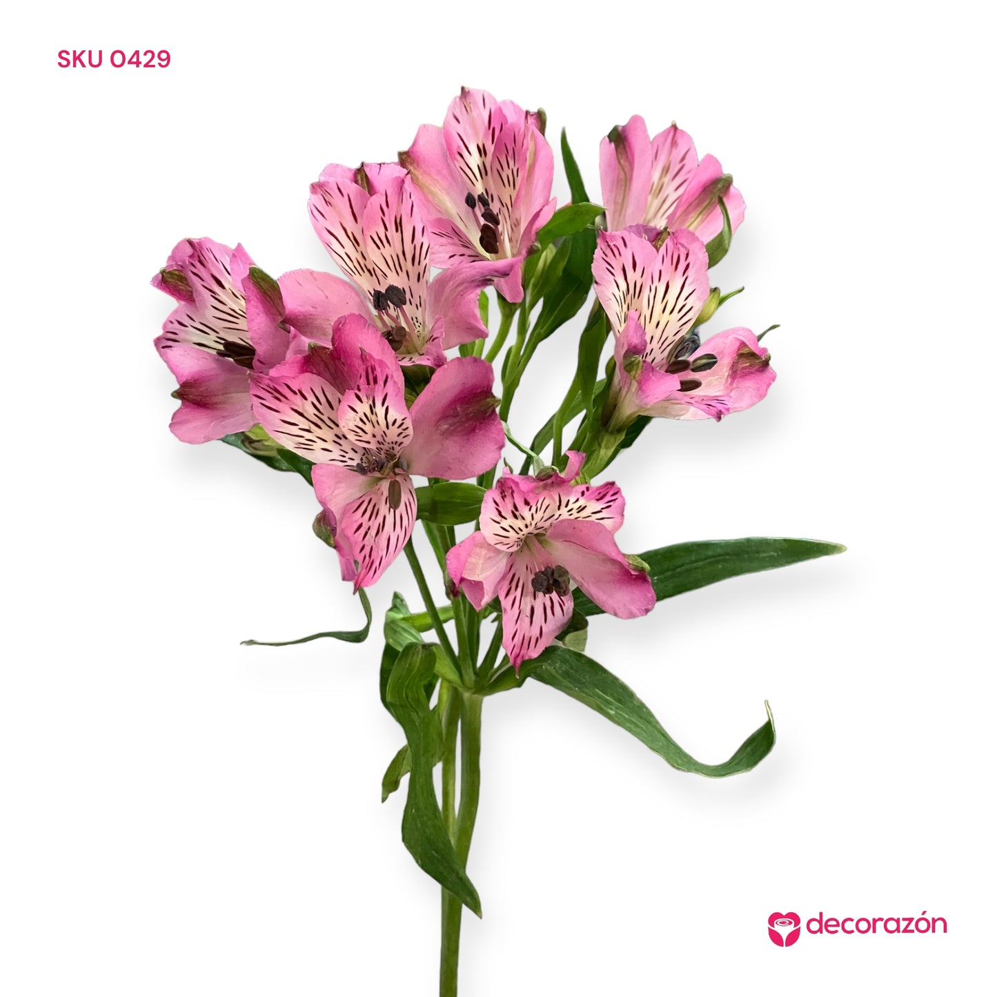 Astromelia Rosa adicional