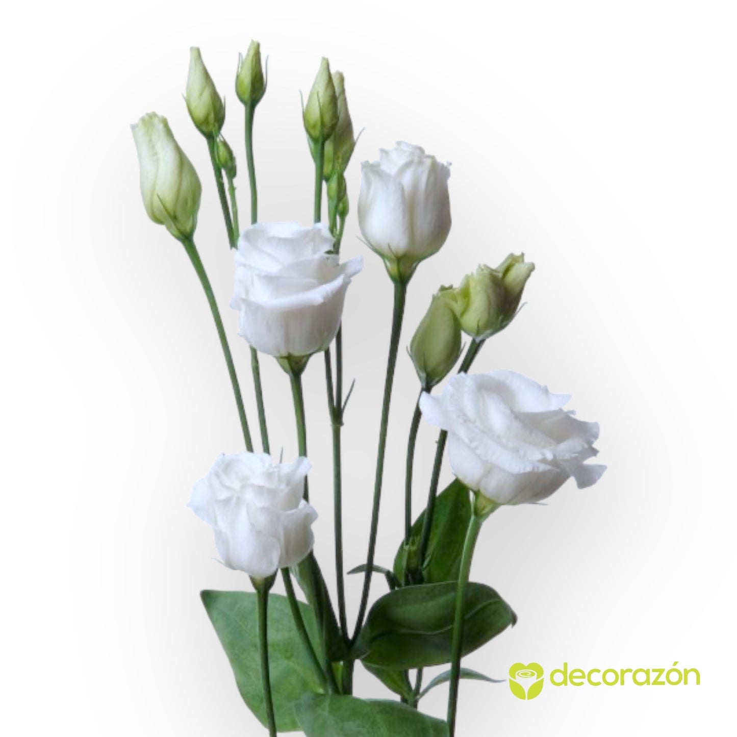Lisianthus Blanco adicional