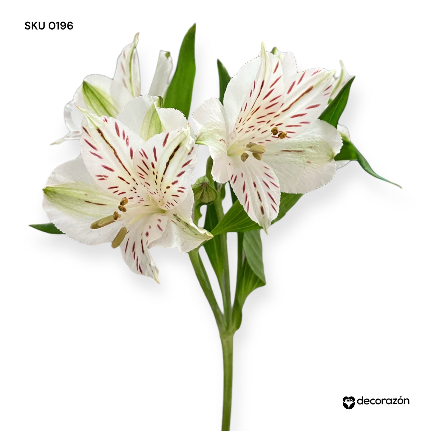 Astromelia Blanca Adicional