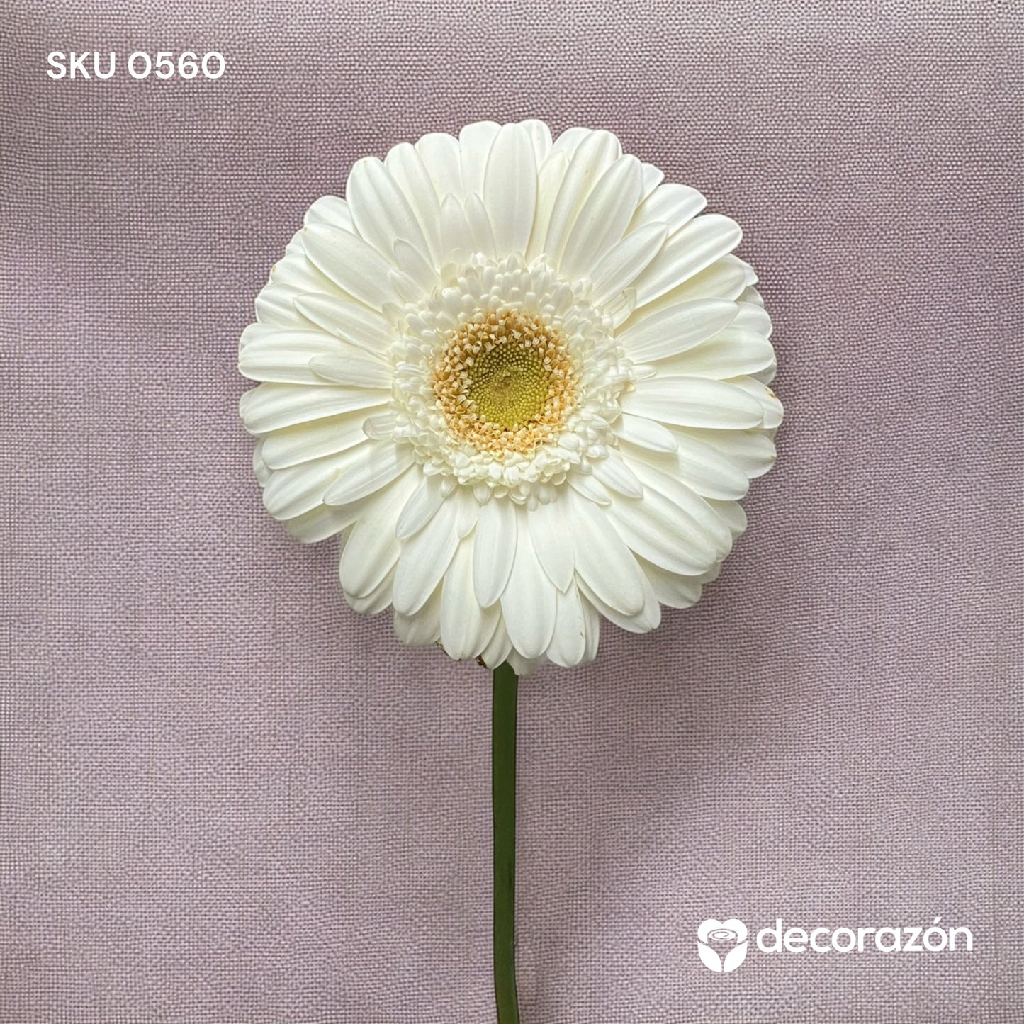 Gerbera Blanca Adicional