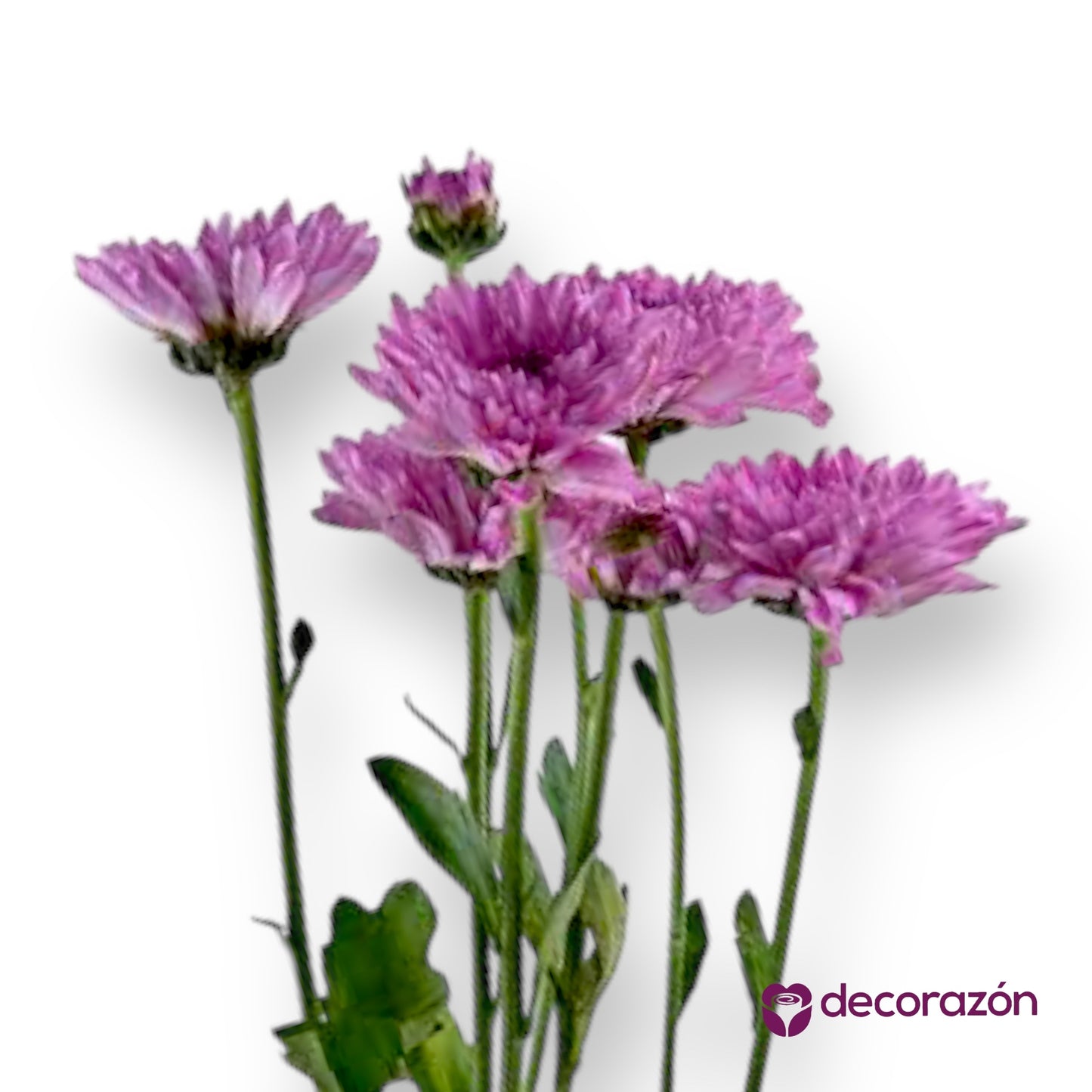 Margarita lila adicional