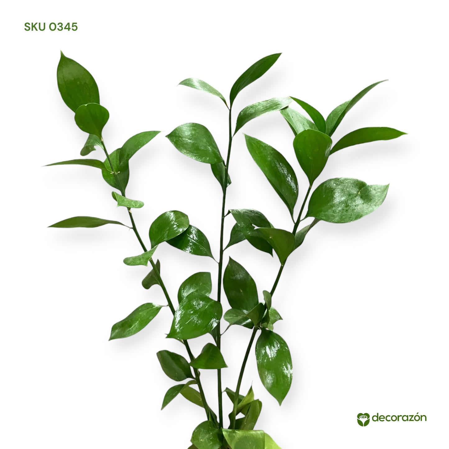 Ruscus adicional