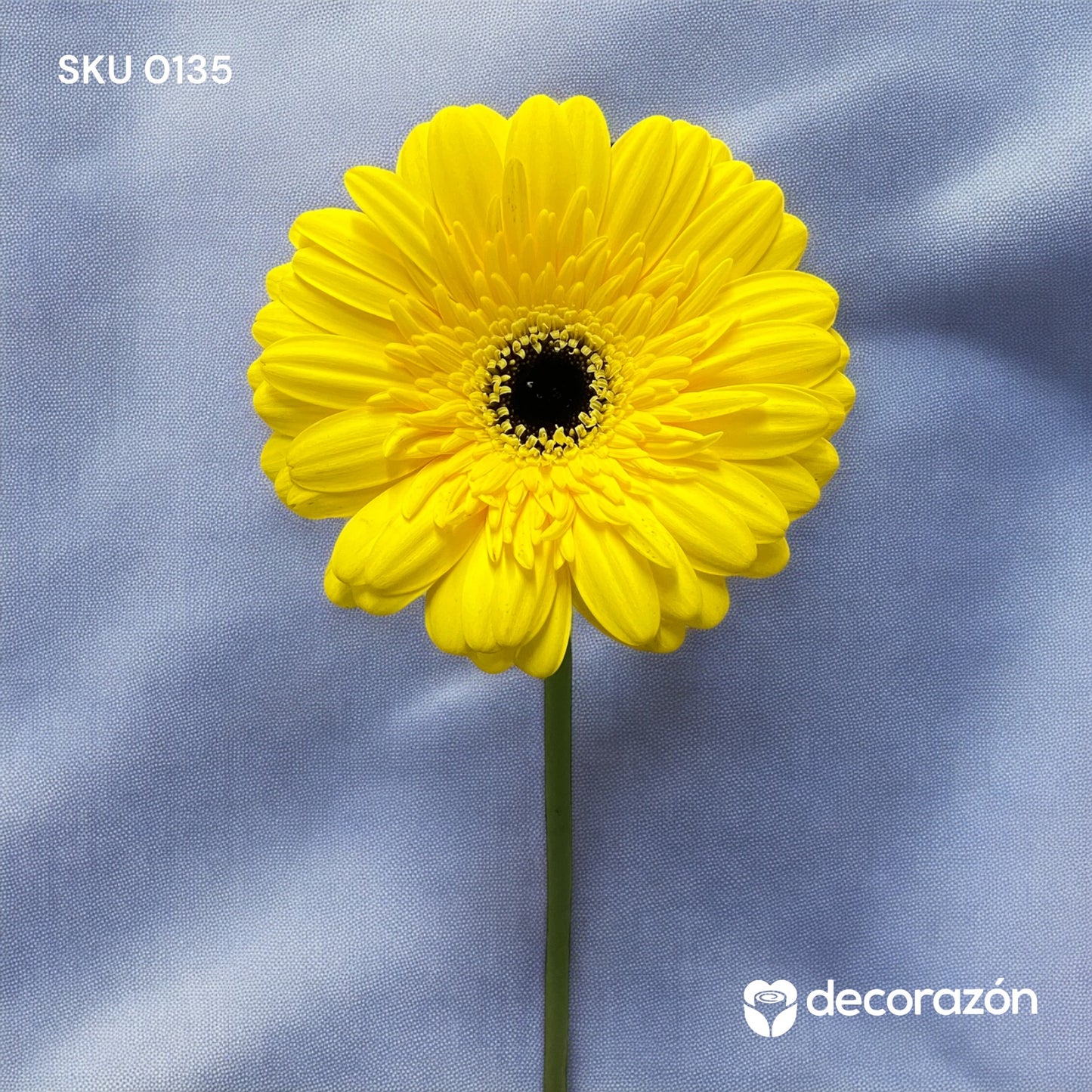 Gerbera Amarilla Adicional