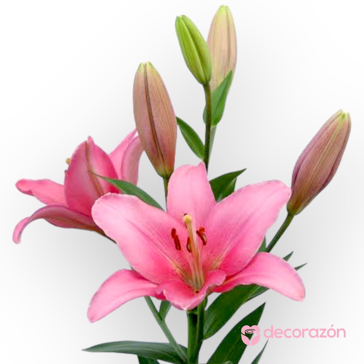 Lily Rosa adicional