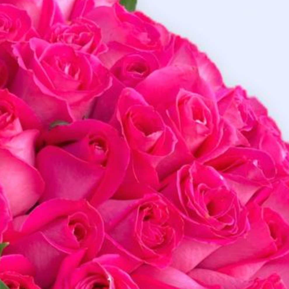 Ramo de 50 Rosas Fiusha