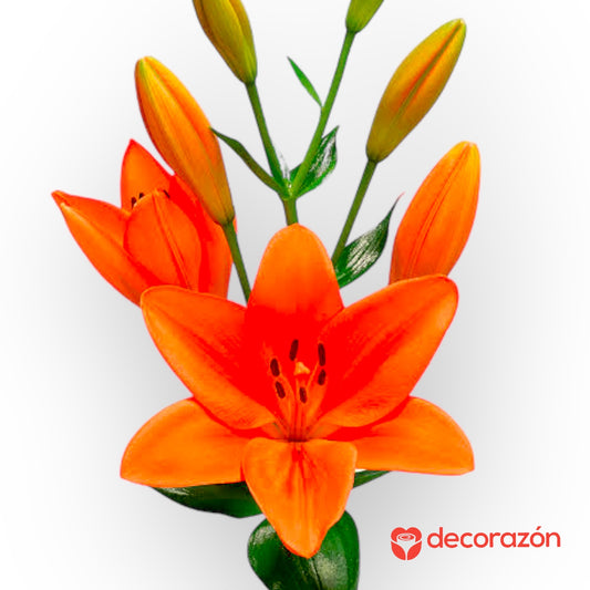 Lily Naranja adicional