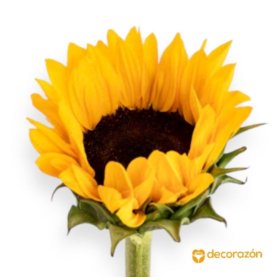 Girasol adicional