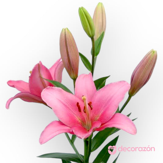 Lily Rosa adicional