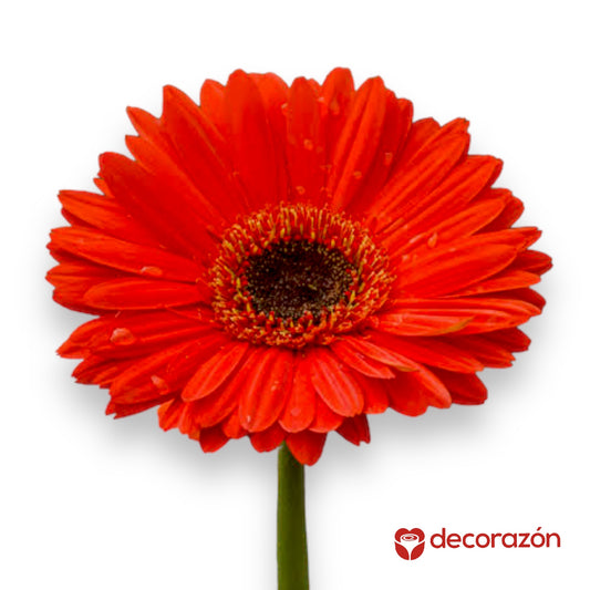 Gerbera Roja adicional